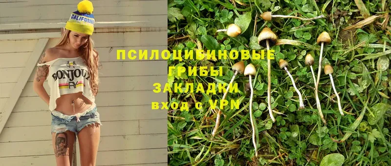 Псилоцибиновые грибы Psilocybe  Алдан 